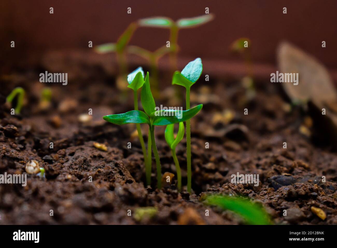 Planta joven de Chile en humus de suelo con hojas verdes Foto de stock