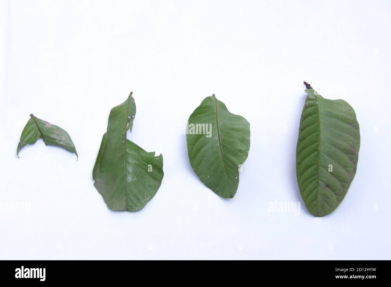 variaciones de hojas de guayaba con fondo blanco aislado. Las hojas de