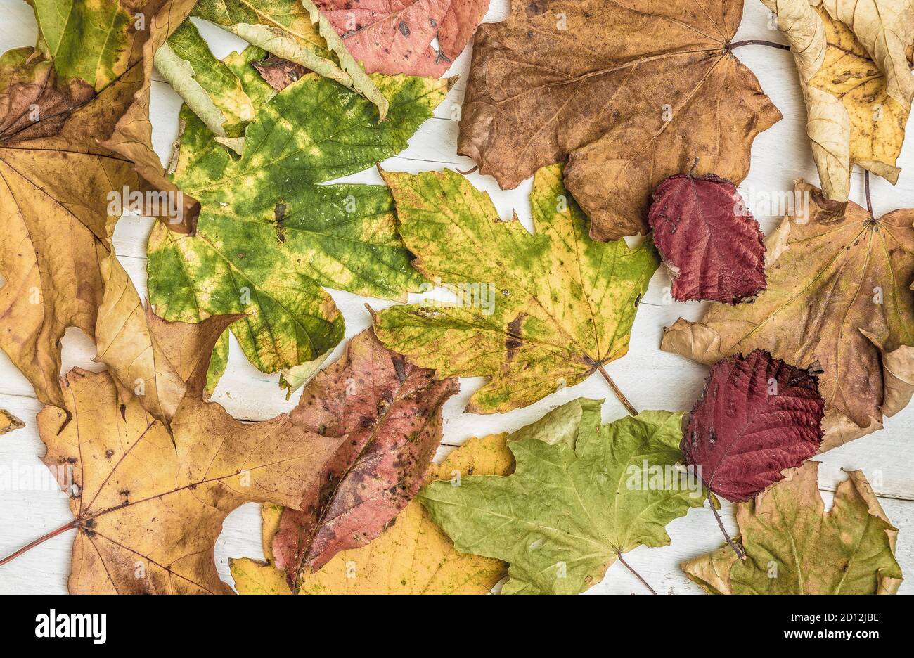 Follaje sobre el concepto de fondo blanco de madera Foto de stock