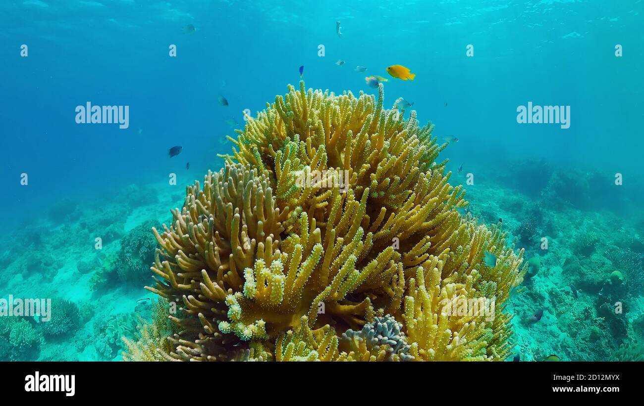 Escena submarina Coral Reef. Peces marinos subacuáticos. Arrecife tropical marino. Colorido paisaje marino submarino. Panglao, Bohol, Filipinas. Foto de stock