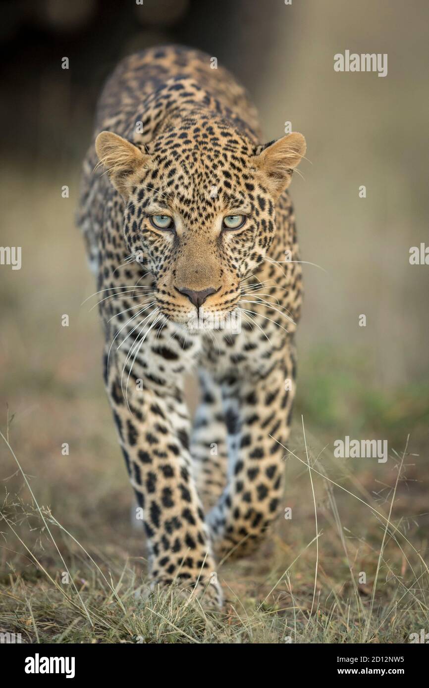 Retrato vertical de un leopardo adulto caminando hacia la cámara Masai Mara en Kenia Foto de stock