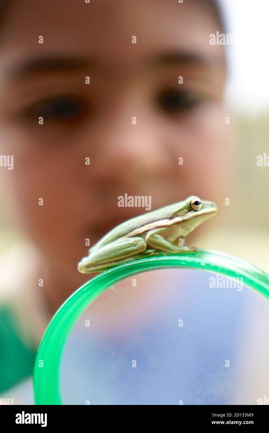 Chica mirando de cerca a una rana Foto de stock