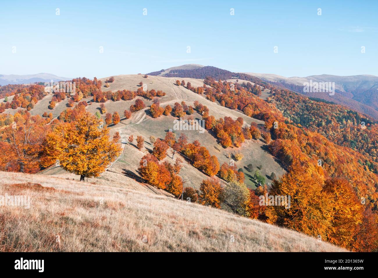 Pintoresco otoño montañas con bosque de hayas rojas en los Cárpatos, Ucrania. Fotografía paisajística Foto de stock