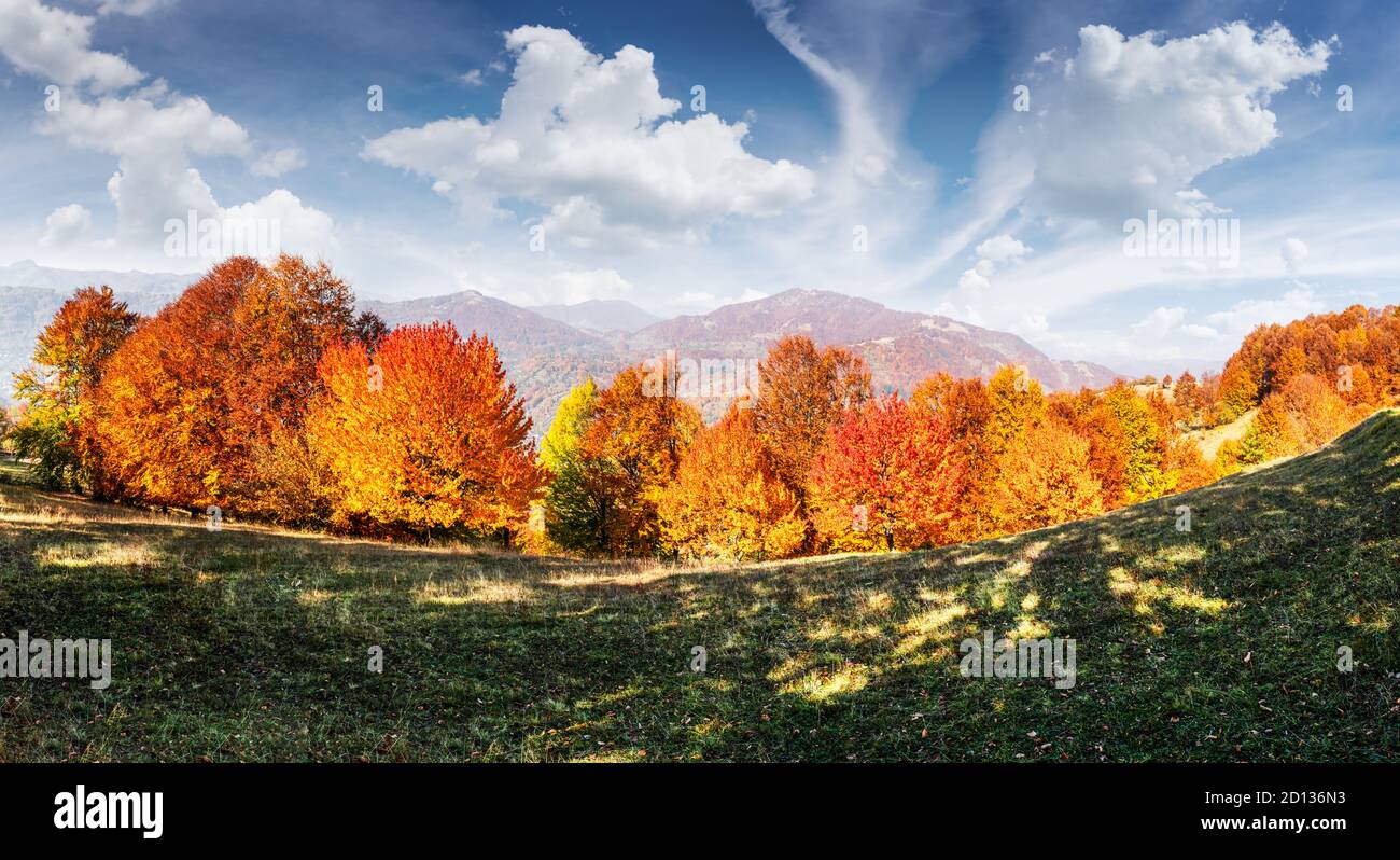 Panorama de las pintorescas montañas de otoño con bosque de hayas rojas en el primer plano. Fotografía paisajística Foto de stock