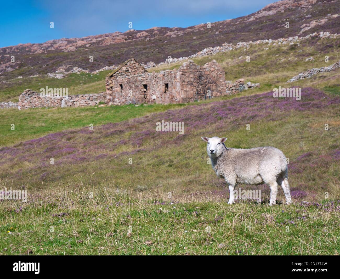 Con el foco en una oveja en el primer plano, una granja abandonada, abandonado y fuera de los edificios cerca de North Ham en Muckle Roe, Shetland, Reino Unido - tomado en una su Foto de stock