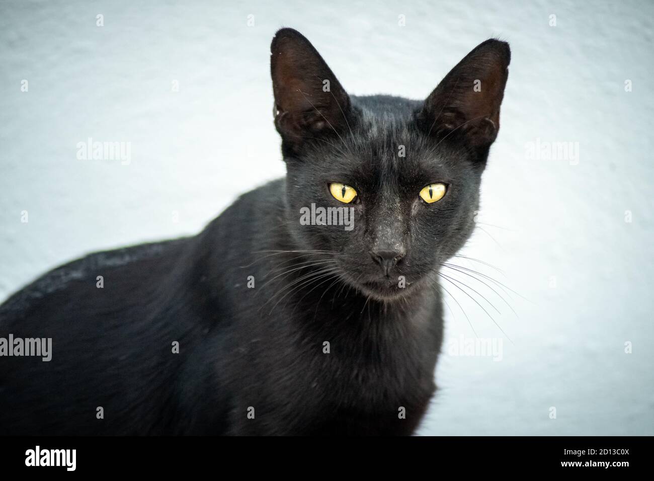 Primer plano de un gato negro con ojos amarillos sobre un fondo blanco,  está mirando a la cámara Fotografía de stock - Alamy