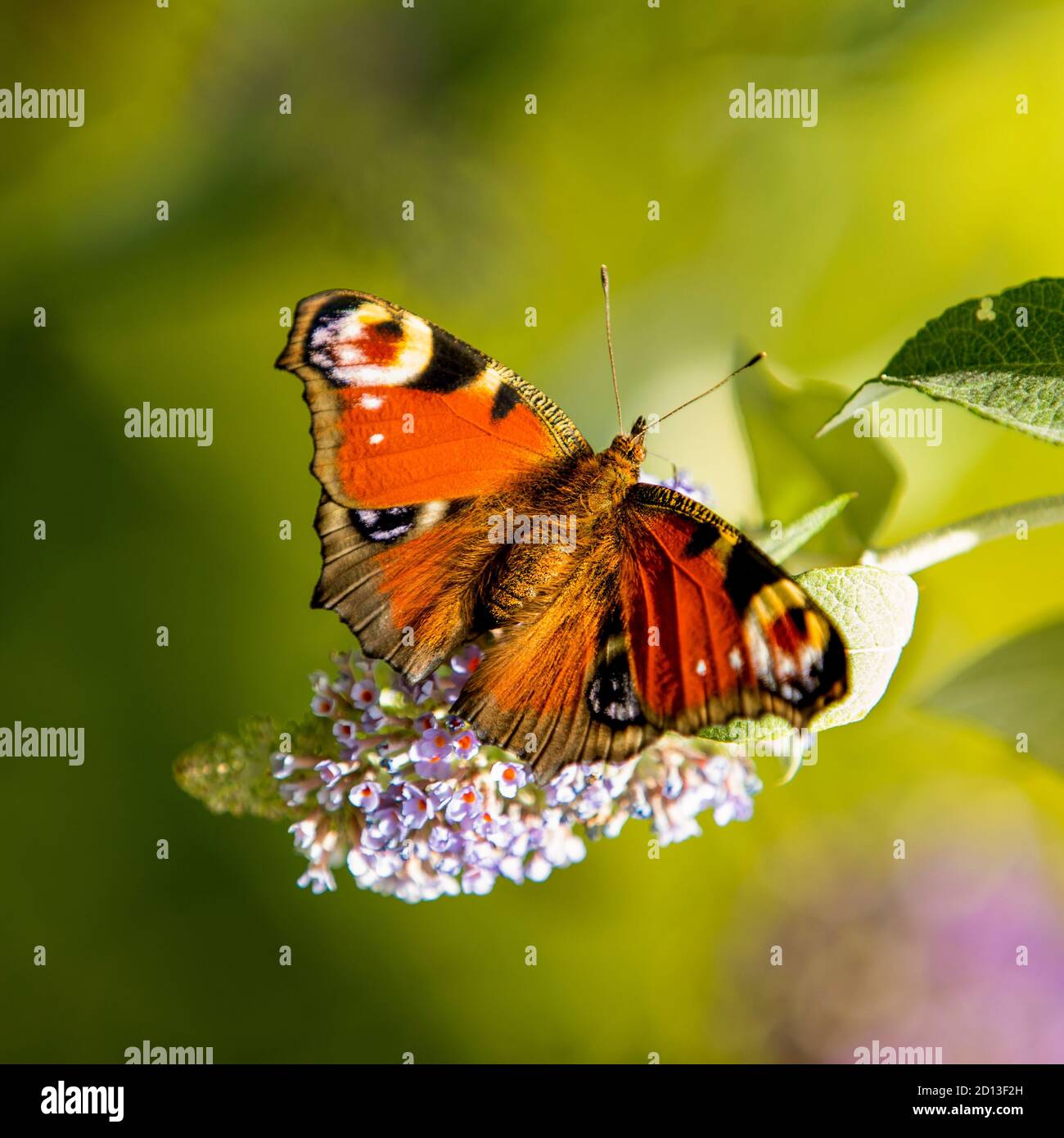 Peacock Butterfly, Aglais io, encaramado en una flor púrpura, British Countryside, Bedfordshire, Reino Unido Foto de stock