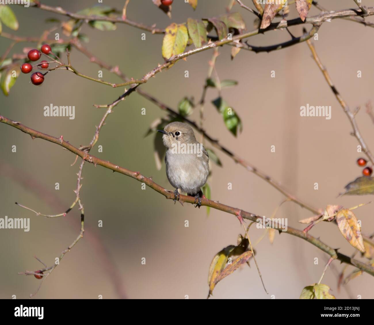 Una linda y pequeña hembra Redstart de tapa azul (Phoenicurus caeruleocephala), encaramada en un árbol de bayas en los bosques de Pangot en Uttarakhand, India. Foto de stock