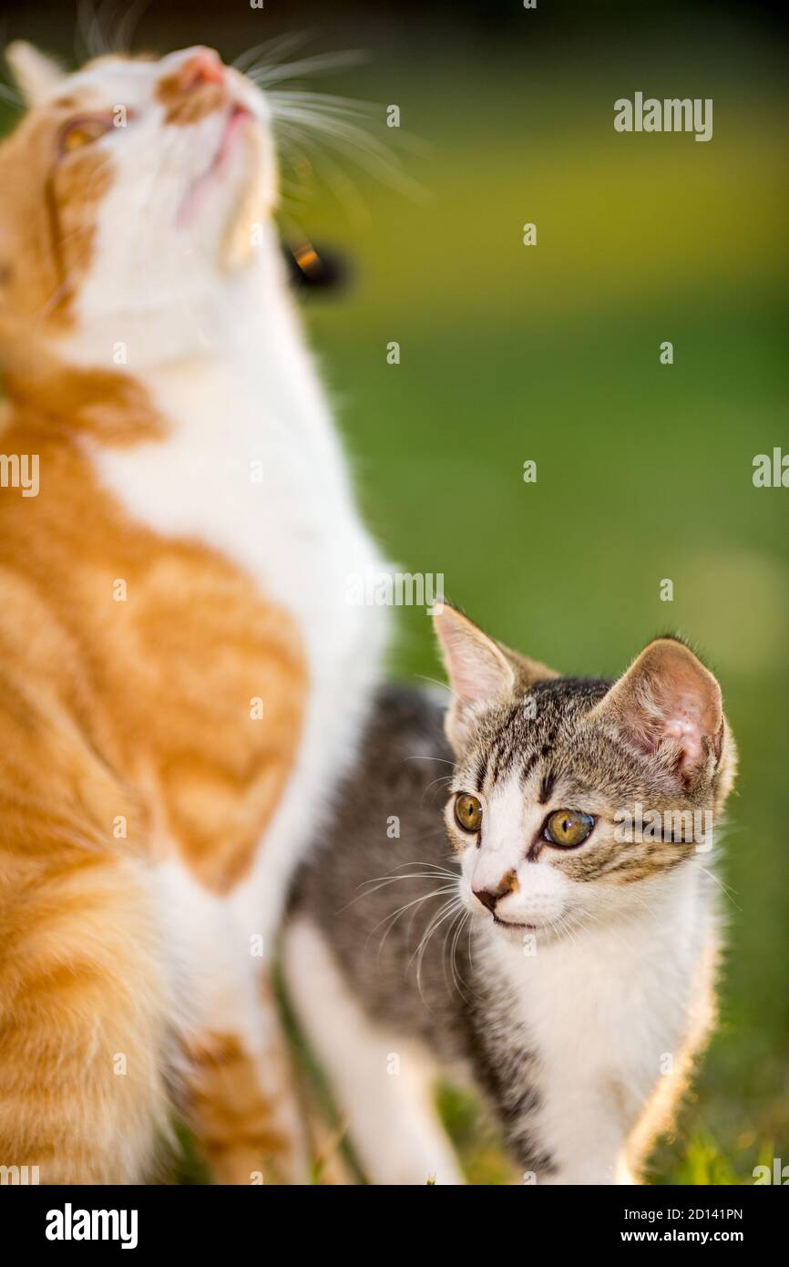 Retrato de cerca de dos gatos en el patio, padre y hija que acarician, animales domésticos, fotografía de mascota de gato jugando afuera, enfoque selectivo poco profundo, fondo verde de hierba borrosa Foto de stock