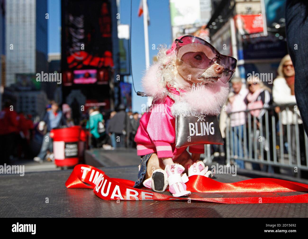 El cacahuete, una mascota de chihuahua, posan después de ganar la Máscara  del día del Perro, un concurso anual de vestuario, en Times Square, Nueva  York 19 de octubre de 2008. Mani