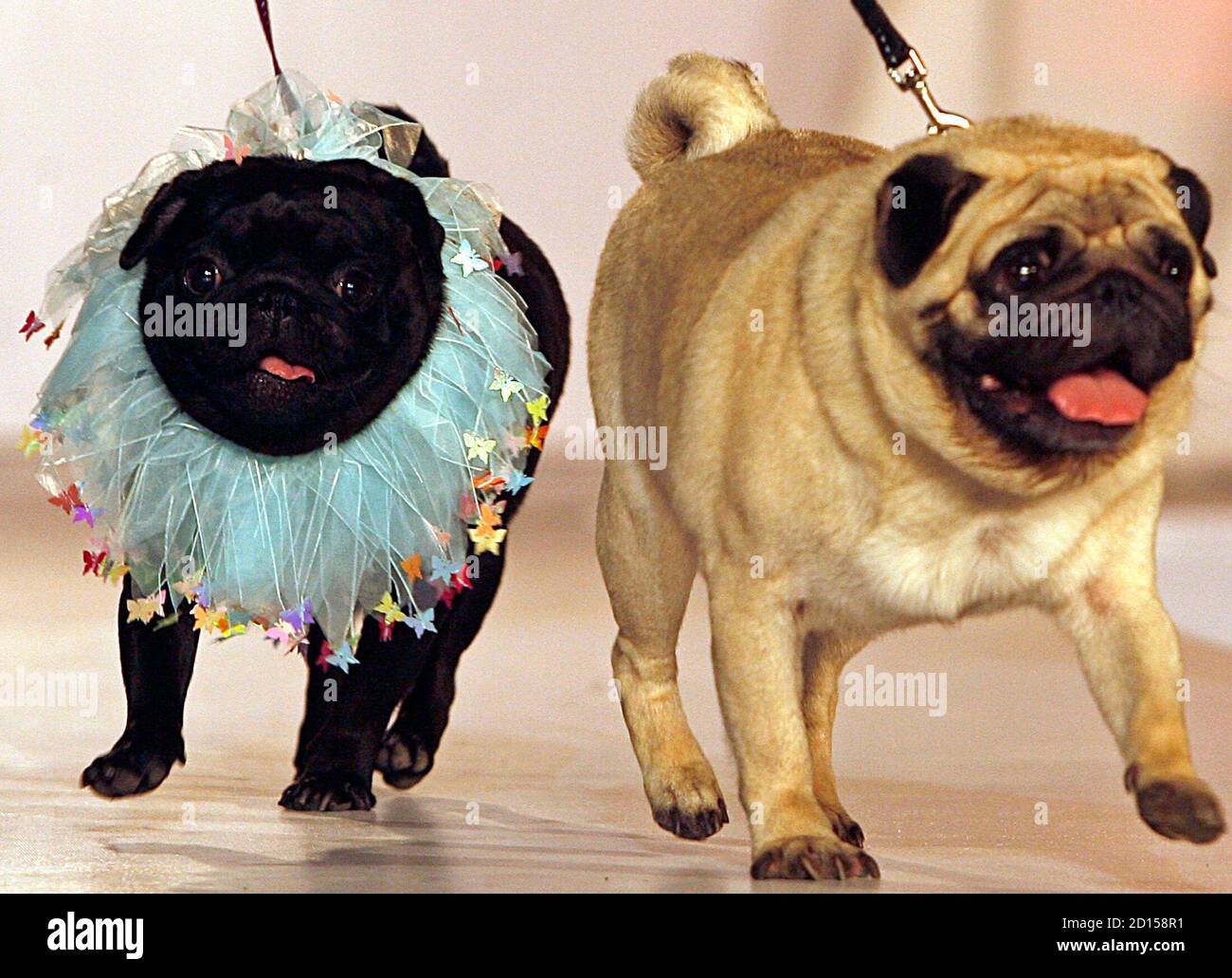 dog showing accessories