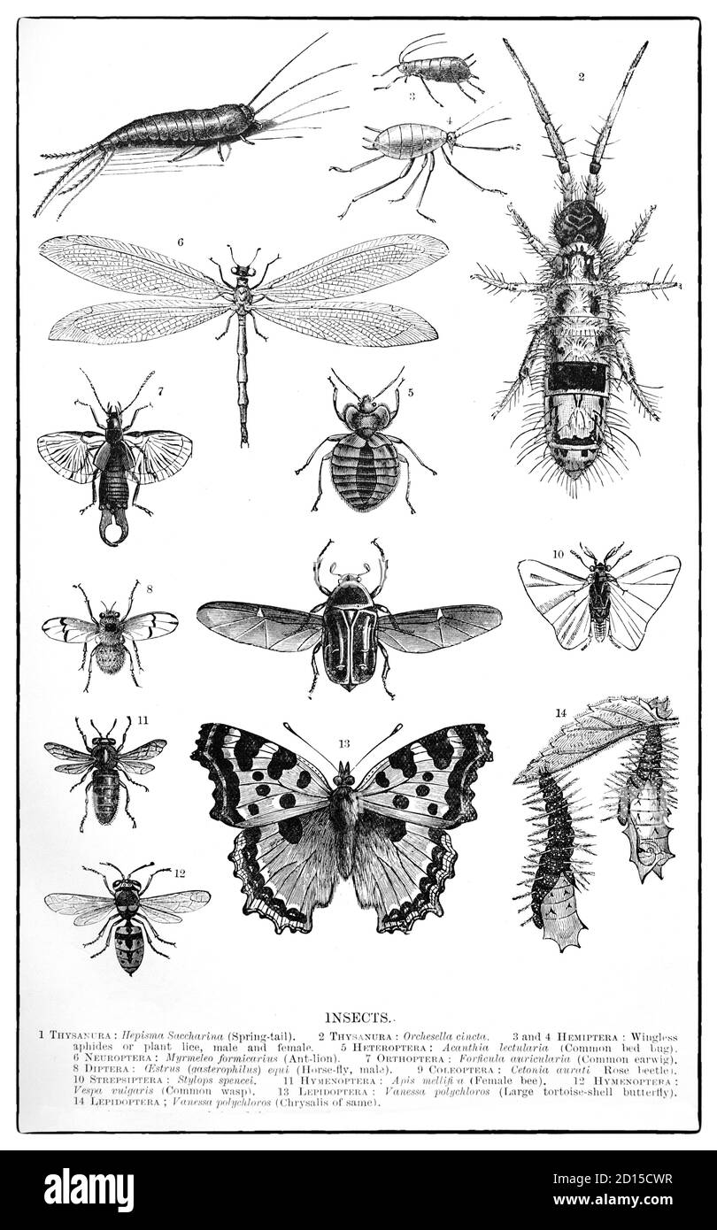 Una carta entomológica de finales del siglo XIX que ilustra varios tipos de insectos, una palabra que proviene de la palabra latina insecttum, que significa "con un cuerpo ranurado o dividido", porque los insectos aparecen "cortados en" tres secciones. Foto de stock