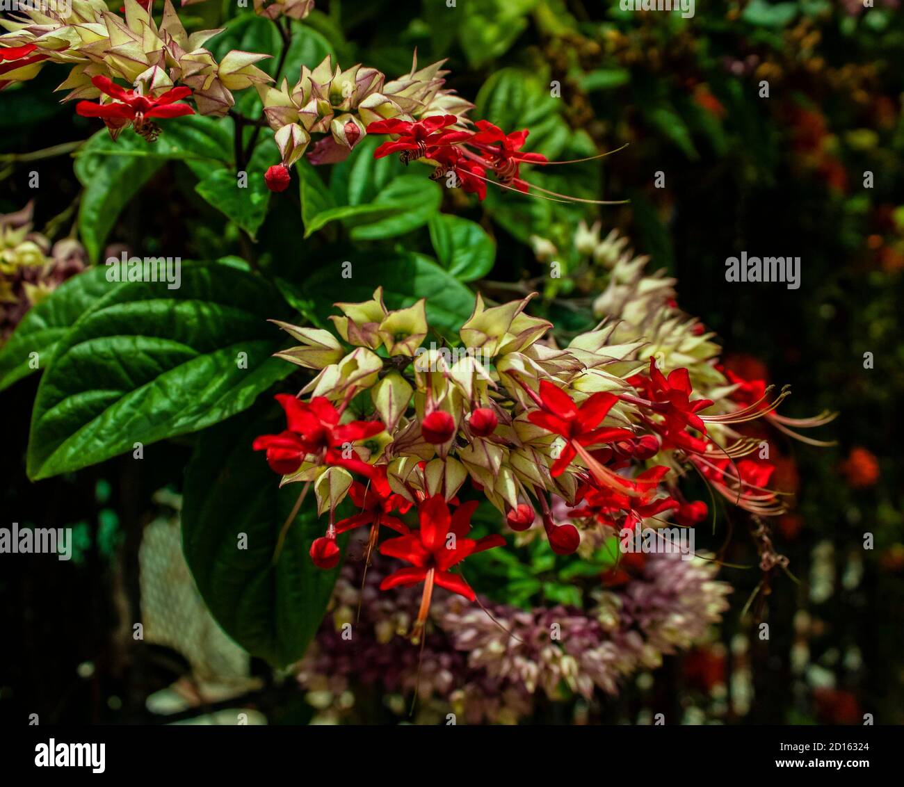 Milkweed - Asclepias Currassavica flores rojas con tonos púrpura lilas rosas y blancas tropicales, silvestres y silvestres exóticas, pequeñas flores agrupadas Foto de stock