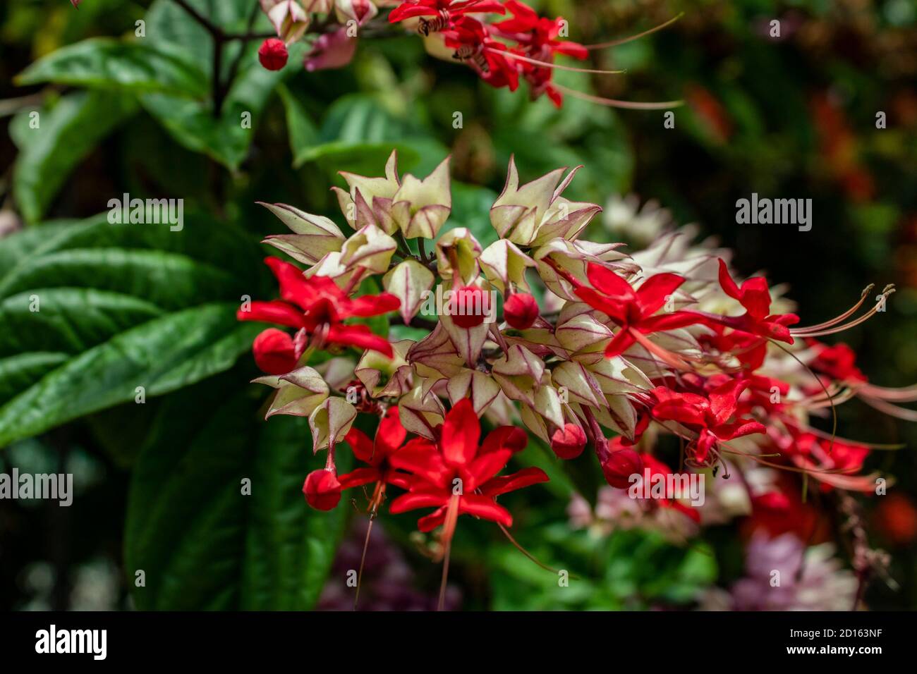 Milkweed - Asclepias Currassavica flores rojas con tonos púrpura lilas rosas y blancas tropicales, silvestres y silvestres exóticas, pequeñas flores agrupadas Foto de stock