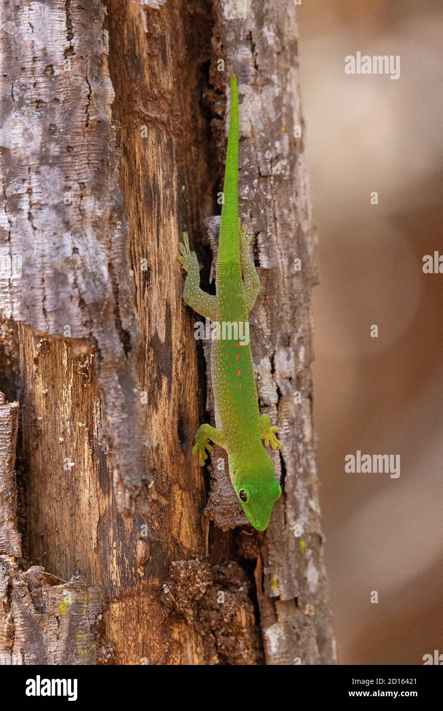 Madagascar, región de Boeny, Parque Nacional Ankarafantsika, Madagascar gecko (Phelsuma madagascariensis) Foto de stock
