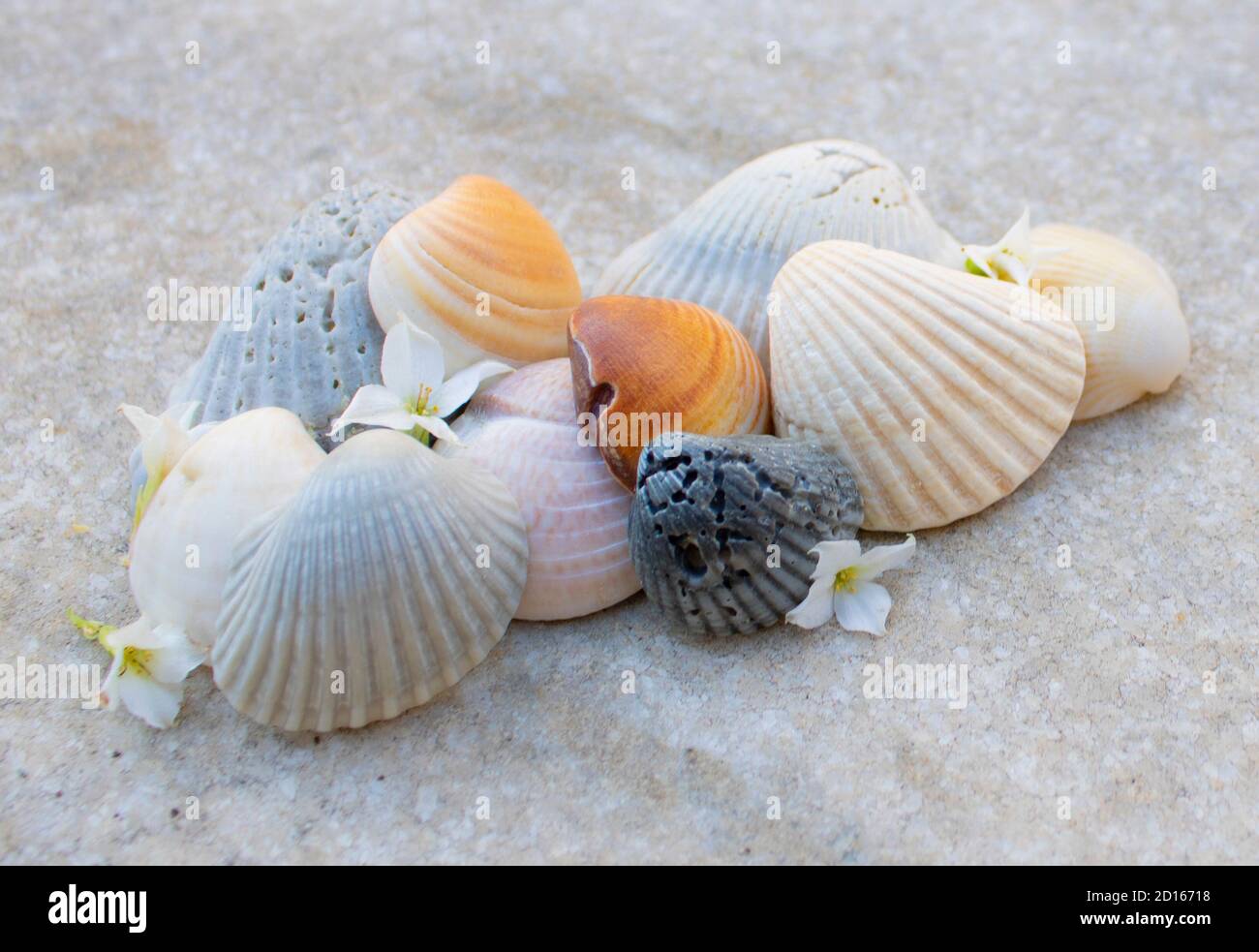 colina de varias coloristas conchas de mar con flores blancas fondo gris mezclado Foto de stock