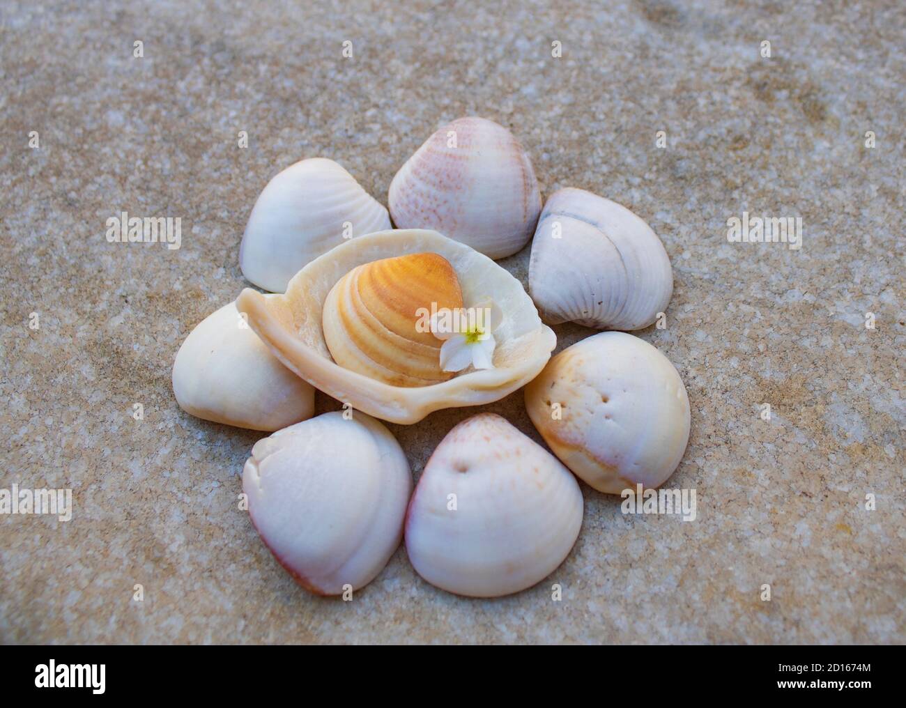 colina de varias coloristas conchas de mar con flores blancas fondo gris mezclado Foto de stock