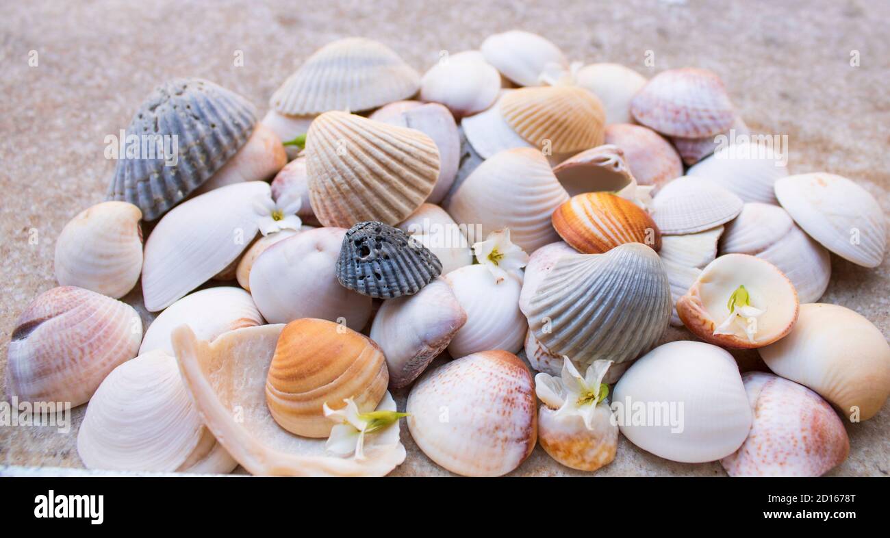 colina de varias coloristas conchas de mar con flores blancas fondo gris mezclado Foto de stock