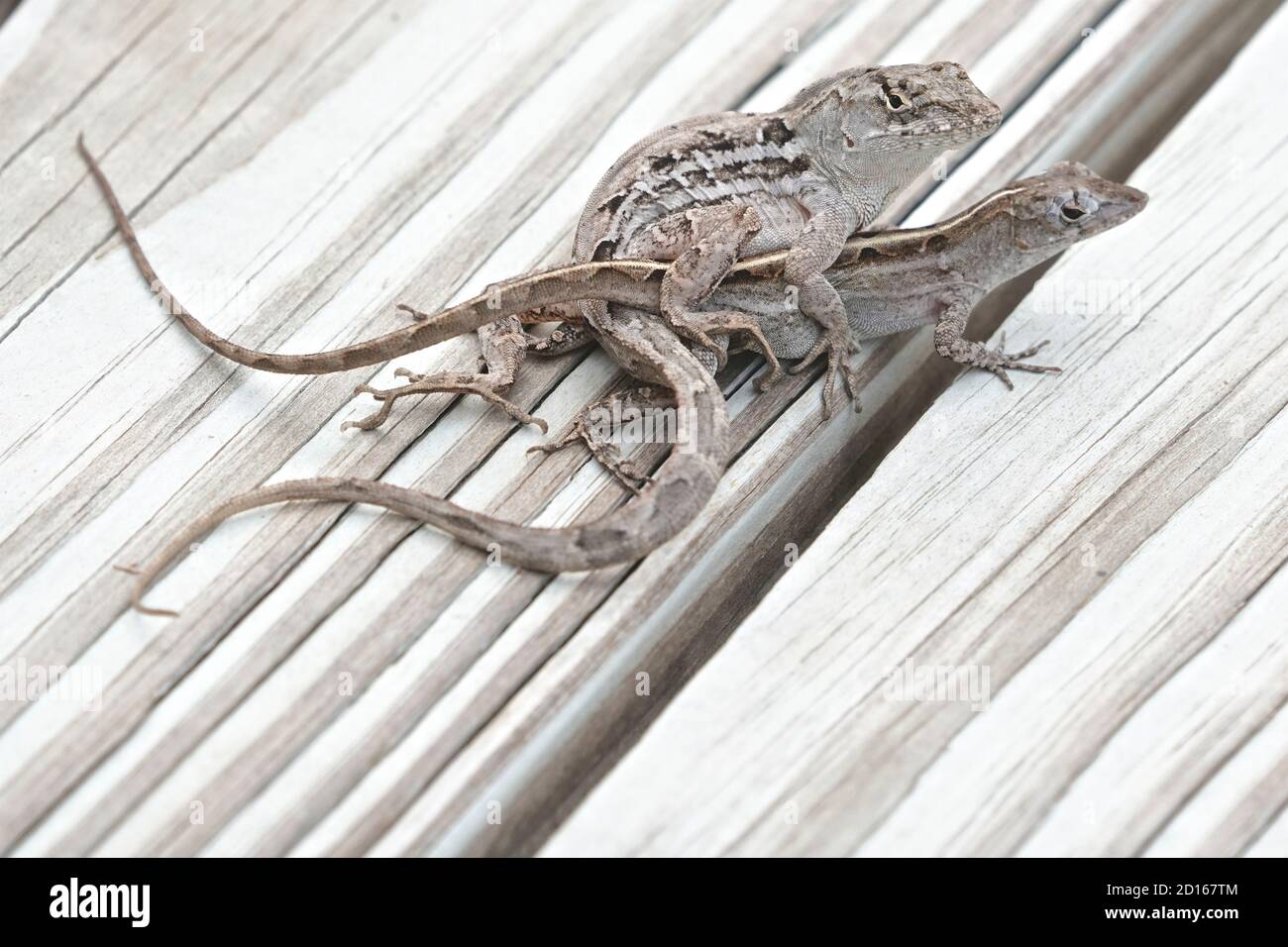 Cría Florida Scrub Lizards, Scopelporus woodi Foto de stock