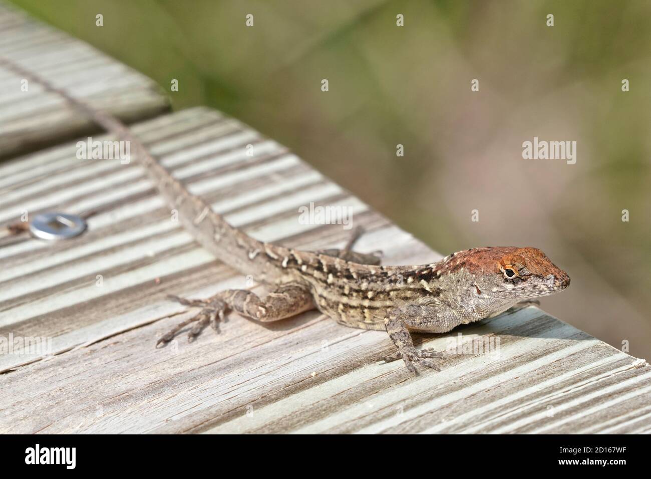 Anolis sagrei Foto de stock