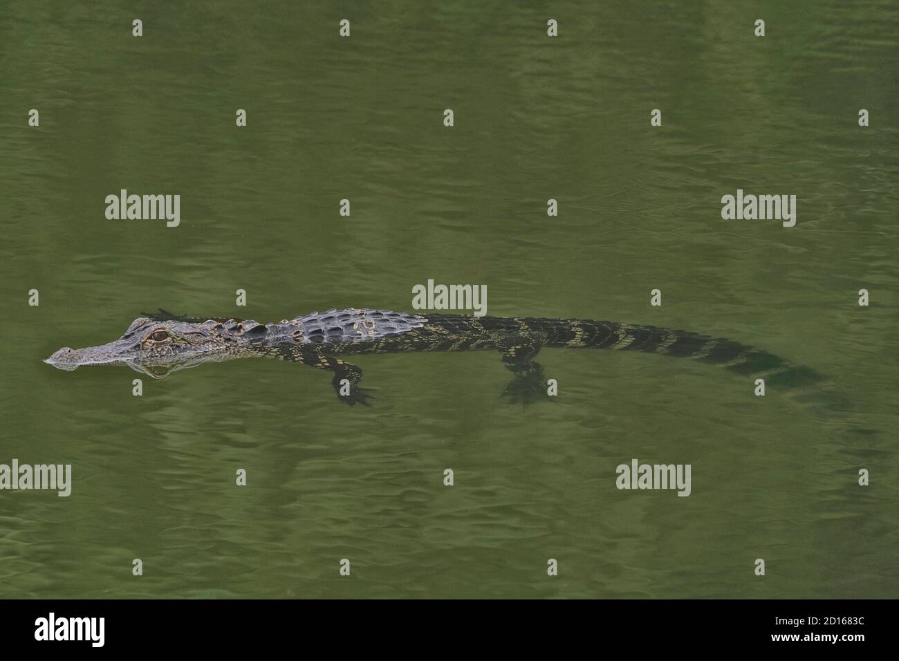 Cocodrilo americano, Alligator misssippiensis, nadando en una zona residencial. Foto de stock
