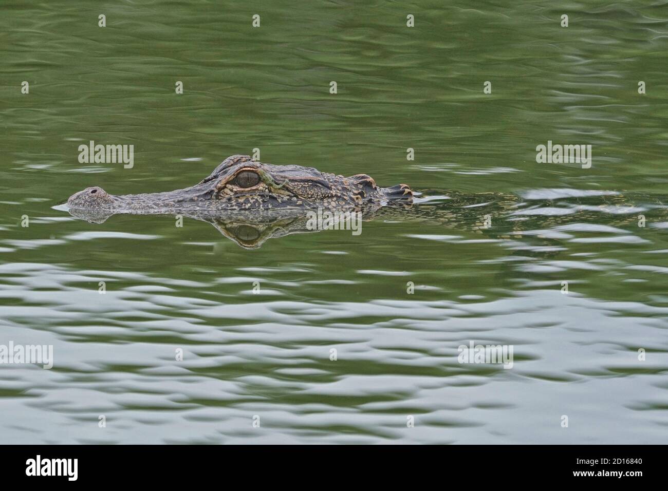 Cocodrilo americano, Alligator misssippiensis, nadando en una zona residencial. Foto de stock