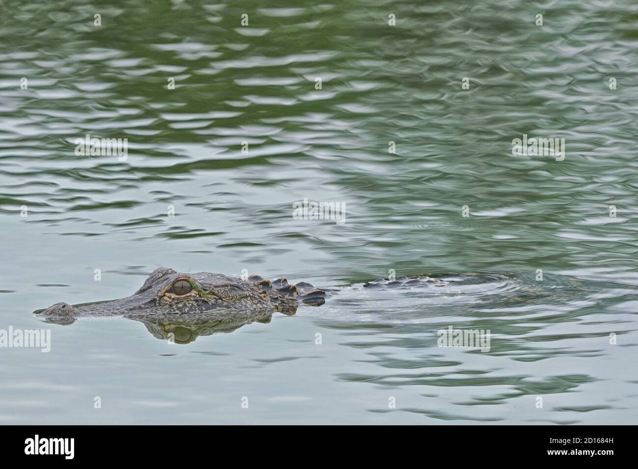 Cocodrilo americano, Alligator misssippiensis, nadando en una zona residencial. Foto de stock