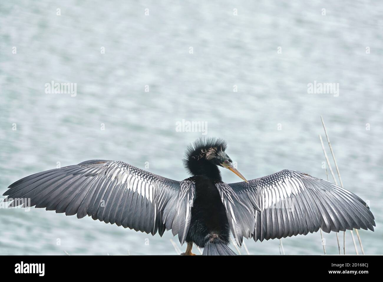 Anhinga, Anhinga anhinga, secando sus alas ya que no tiene plumas impermeables. Foto de stock