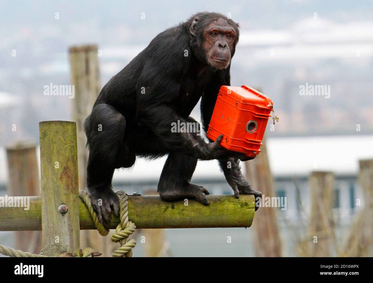 Un chimpancé sostiene una cámara de vídeo en un estuche protector mientras sube en el recinto del camino Budongo en zoológico de Edimburgo, Escocia 26 de enero de 2010. Durante