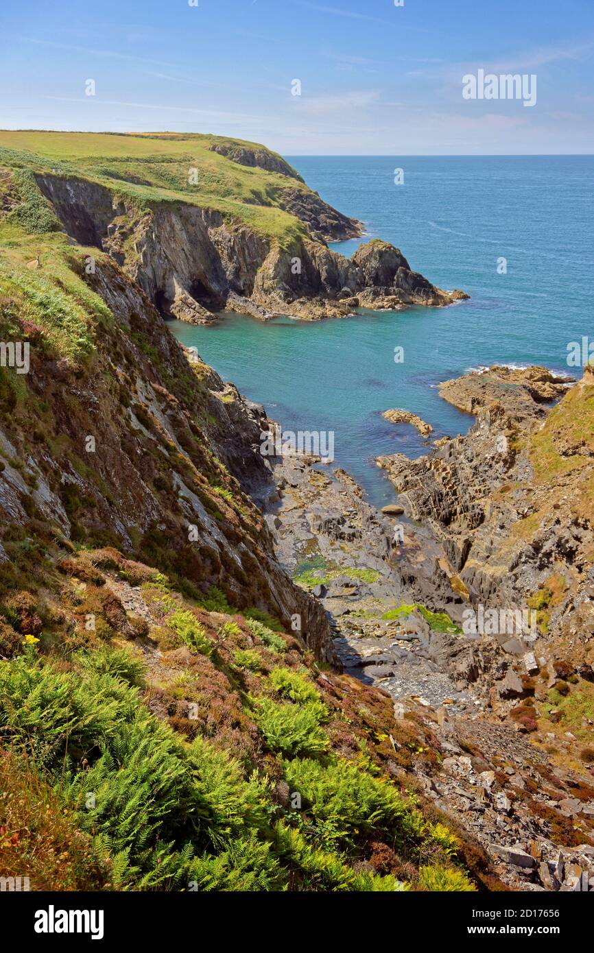Pembrokeshire costa y ruta costera cerca de la ciudad de San David Norte Pembrokeshire, Gales. Foto de stock