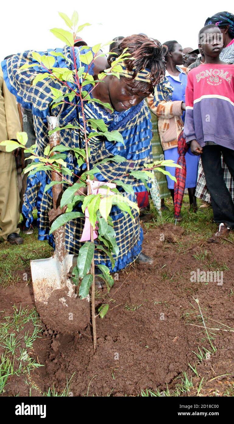 La ganadora del Premio Nobel Wangari Maathai, quien también es Ministra  Asistente de Medio Ambiente de Kenia, planta un árbol durante una ceremonia  para plantar árboles en el bosque de Sabatia, en