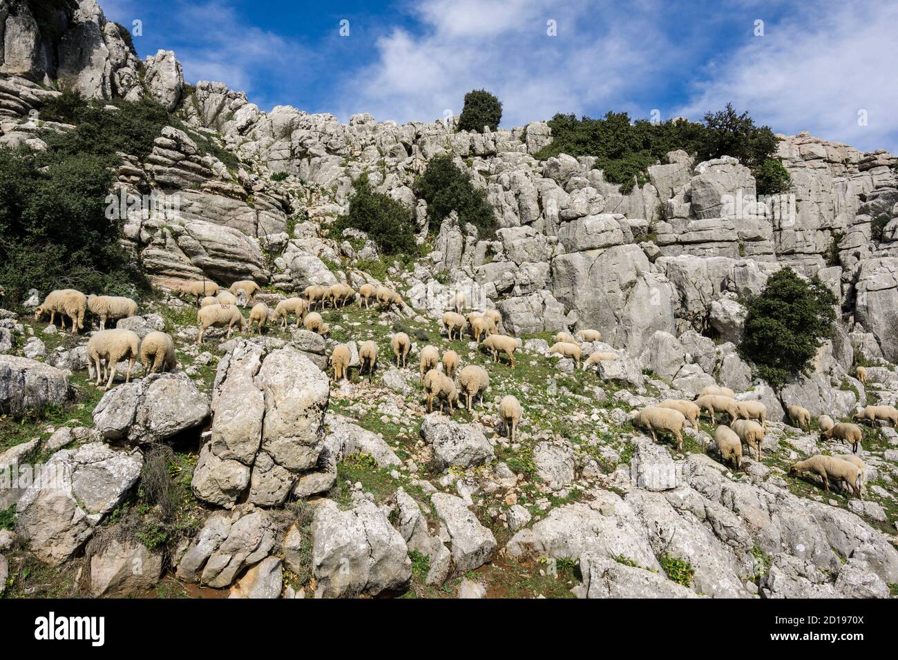 Rebaño de ovejas, paraje Natural Torcal de Antequera, términos municipales de Antequera y Villanueva de la Concepción, provincia de Málaga, Andalucía Foto de stock