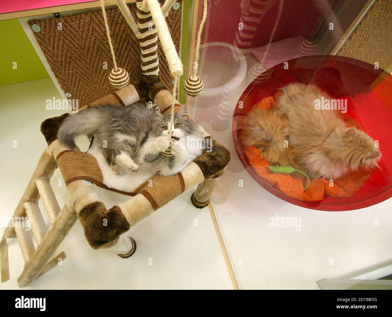 Aseo de gatos cerca de mí fotografías e imágenes de alta resolución - Alamy