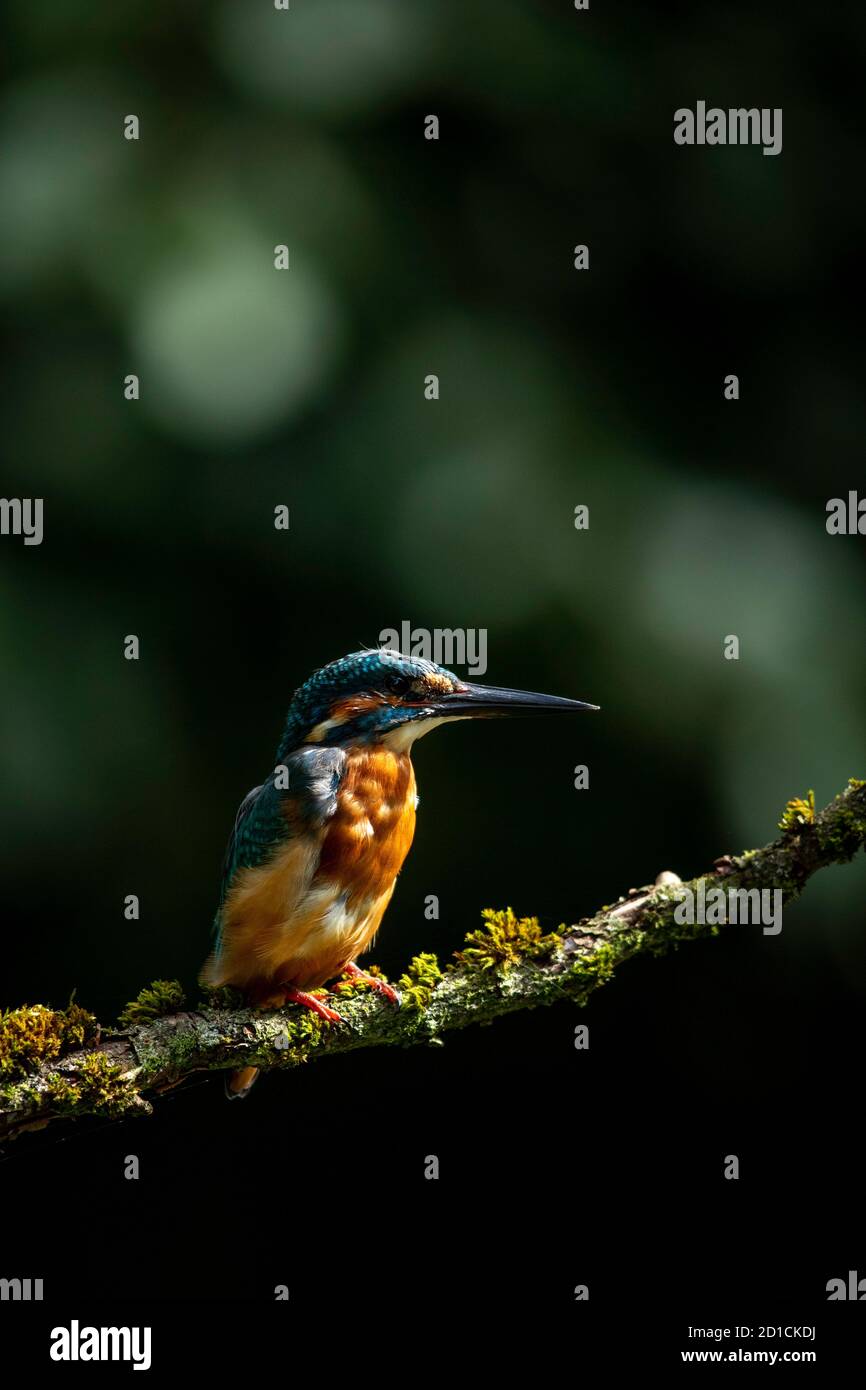 Kingfisher común - Alcedo Atthis Foto de stock