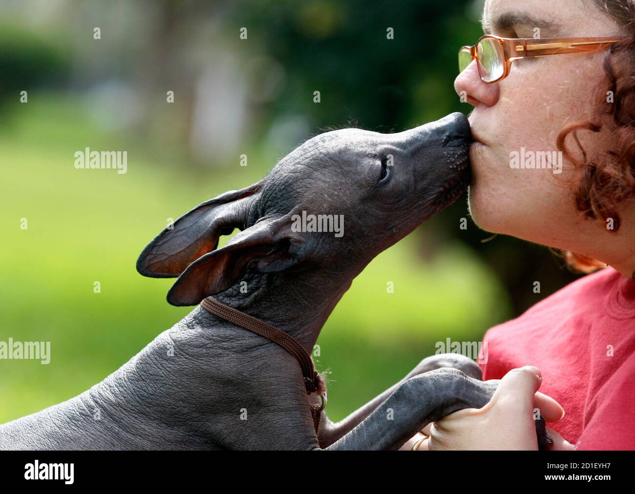 Claudia Galvez, de 38 años, directora de Amigos del Perro sin pelo Peruano  juega con un cachorro de cuatro meses de edad que lleva el nombre de  'orejas' en Lima, 10 de