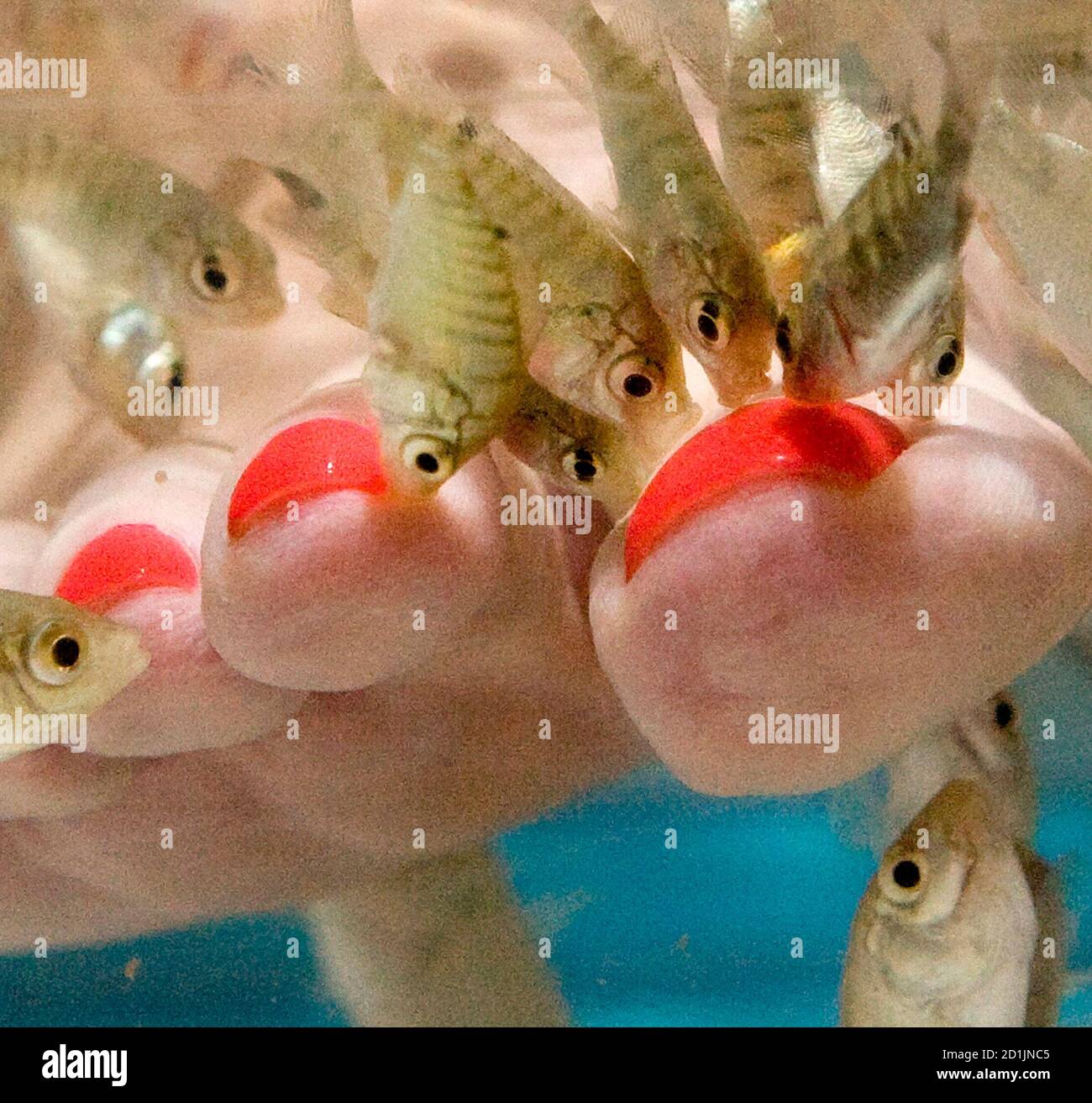 A Female Customer S Foot Is Seen Inside A Fish Pool Containing Tiny Carp Or Garra Rufa Fish Which Feed Off The Dead Skin From Feet To Soften Them Before A Pedicure At