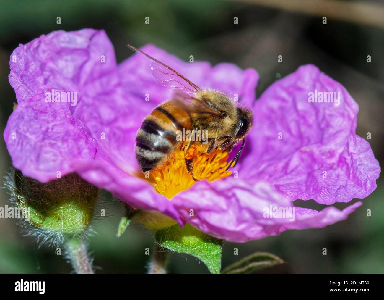 primer plano de la abeja melífera recolectando néctar en los estambres de rosa de roca Foto de stock