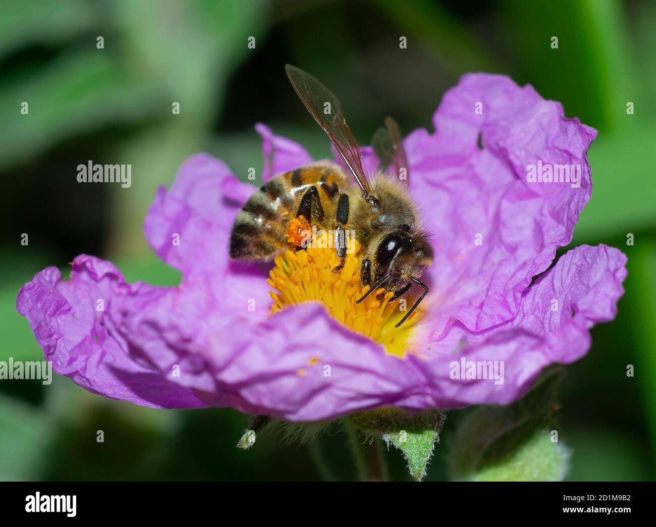 detalle de la abeja melífera recolectando néctar en la flor silvestre de la rosa roca Foto de stock