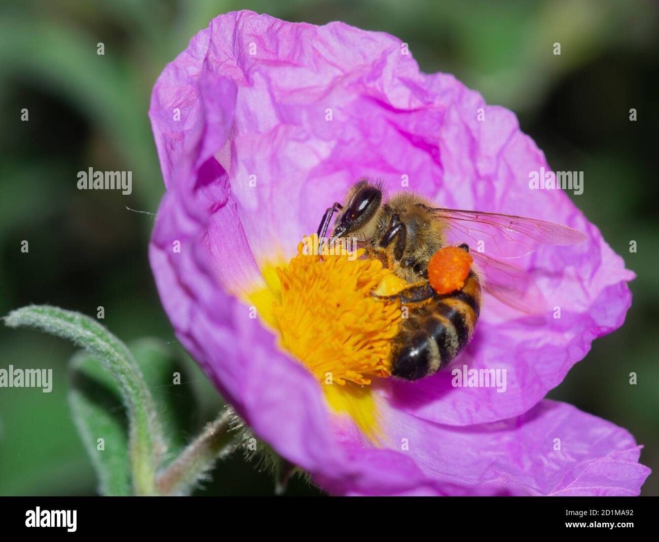 primer plano de la abeja melífera recolectando néctar en los estambres de rosa de roca Foto de stock