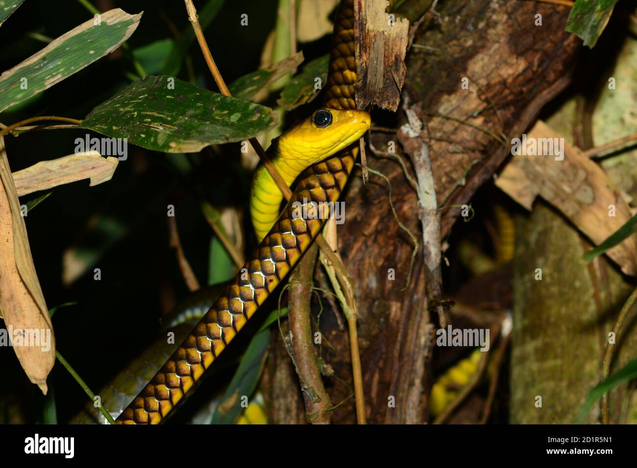 Primer plano de Sipo de color amarillo (Chironius flavopictus). Perú Amazónico, América del Sur Foto de stock