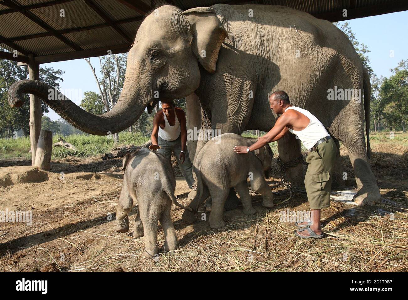 Los cuidadores de elefantes Paltan Kha (R) y Lal Babu Chaudhari examinan a una madre elefante y a sus gemelos en un centro de cría de elefantes en Chitwan el 6 de diciembre de 2008. Un elefante de 30 años de edad ha dado a luz a los primeros gemelos jumbo de Nepal en un centro de cría, dejando a las autoridades en alegría por el éxito en la conservación del animal protegido por la ley en la nación del Himalaya. Foto tomada el 6 de diciembre de 2008. REUTERS/Gopal Chitrakar (NEPAL) Foto de stock