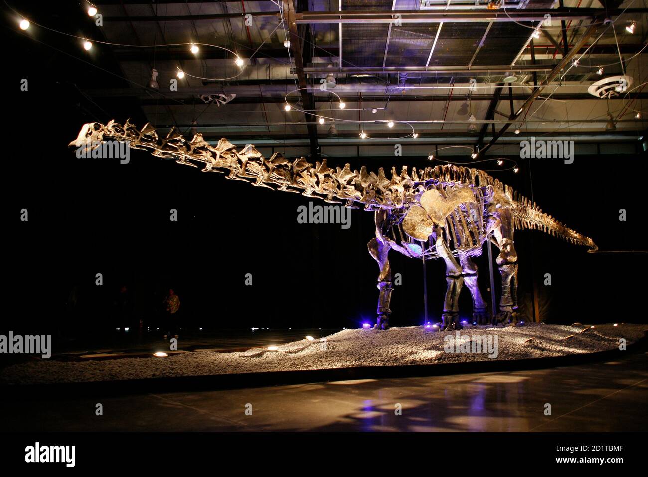 Dinosaur apatosaurus fotografías e imágenes de alta resolución - Página 4 - Alamy Dinosaur apatosaurus fotografías e imágenes de alta resolución - Página 4 - Alamy