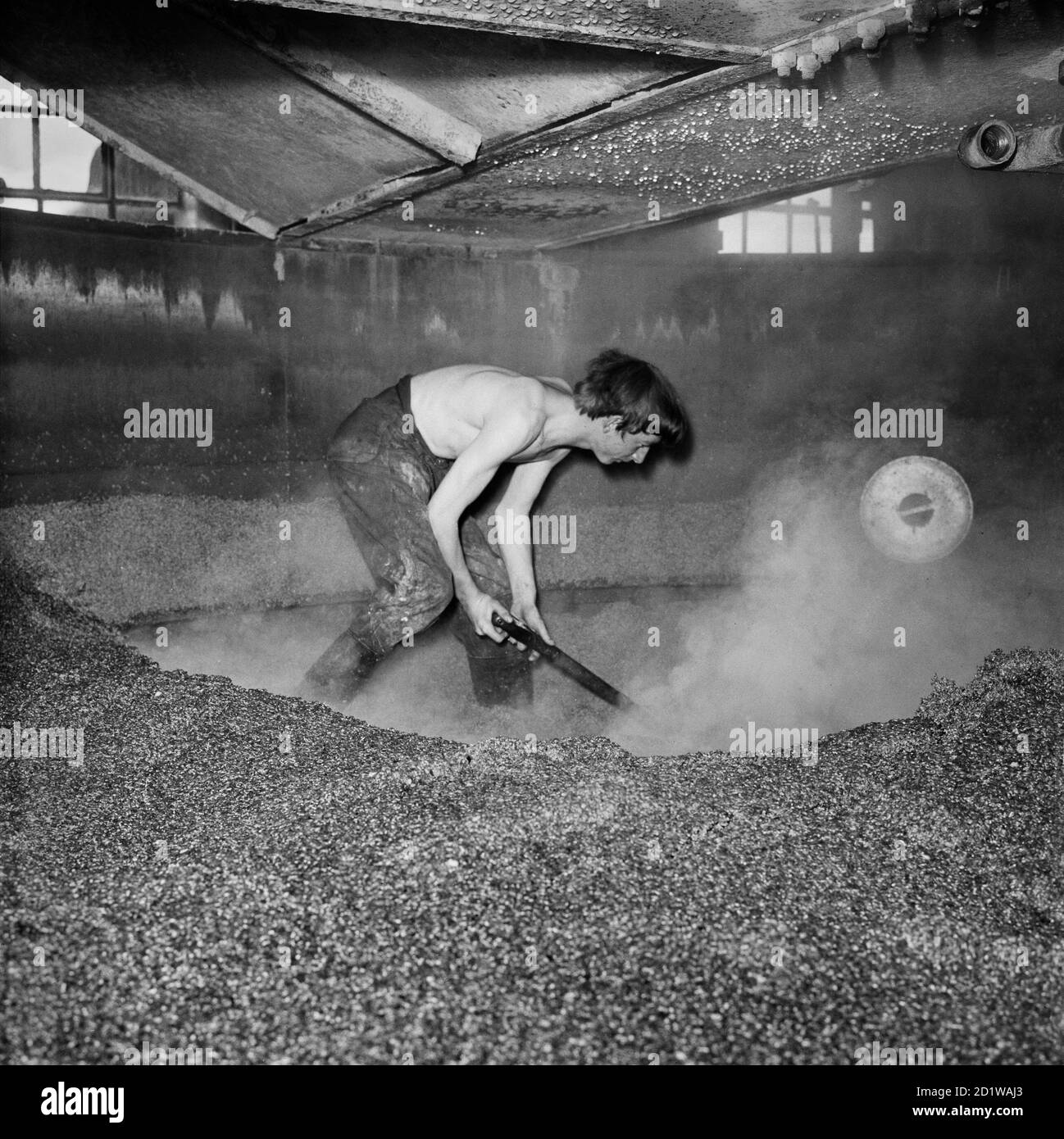 La musa que se está cavando después de que el mosto ha sido removido en la cervecería Hertford de McMullen parte de la serie de imágenes de Eileen Deste 'McMullen's Brewery'. Foto de stock