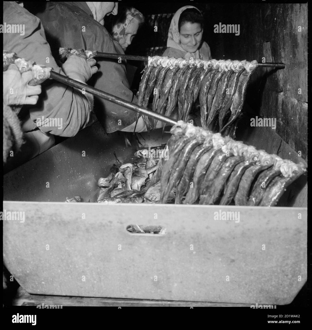 Gran Yarmouth, Norfolk. Mujeres colocando peces, probablemente arenque, en una estaca de metal lista para fumar. Foto de stock