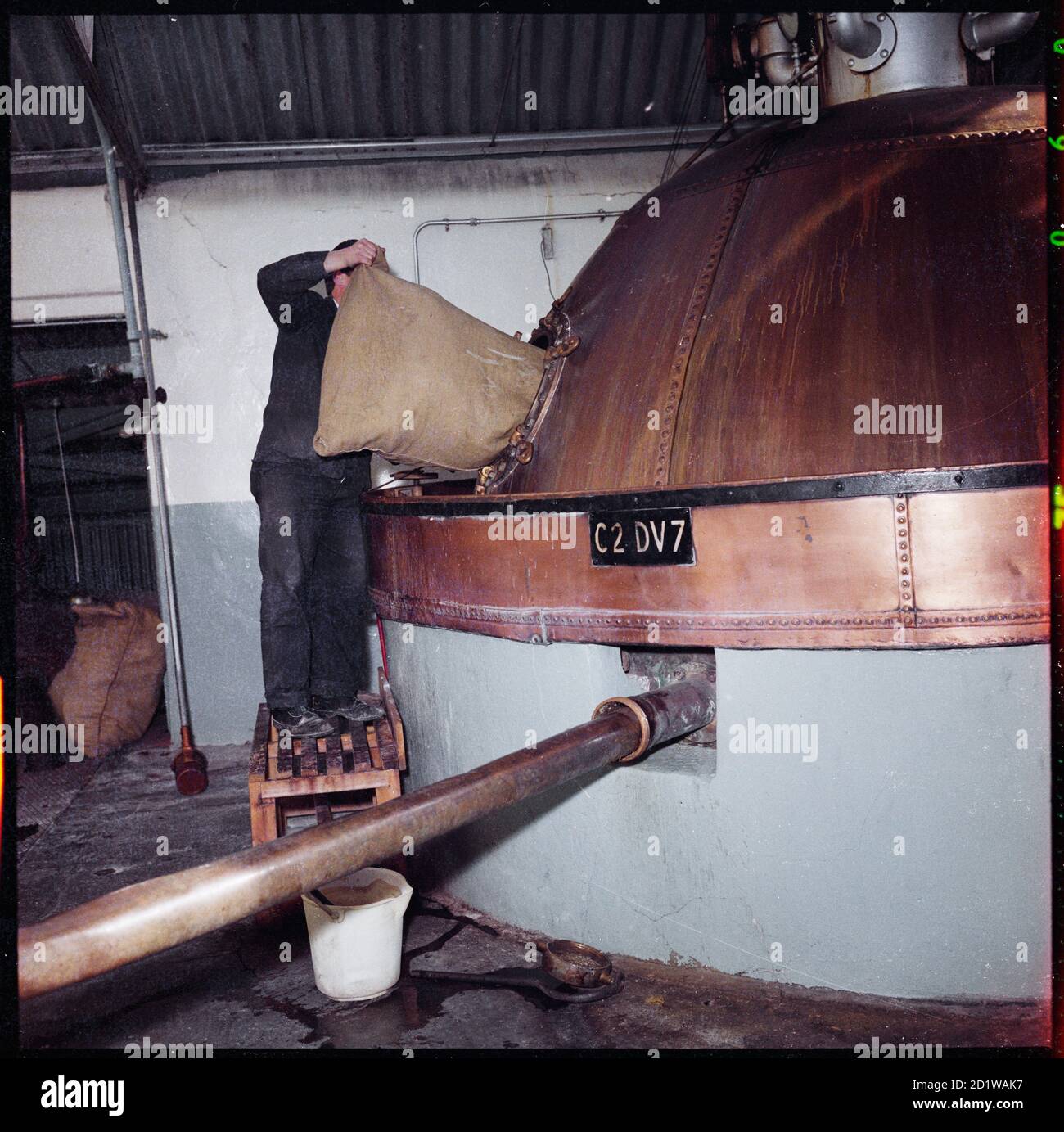 McMullen's Brewery, Hartham Lane, Hertford, Hertfordshire. El lúpulo se añade a una caldera de cobre (caldera de cerveza) en la cervecería Hertford de McMullen. Foto de stock