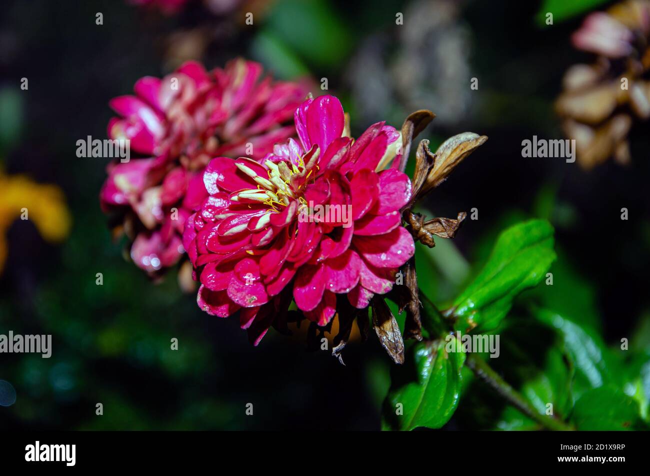 Geranios florecientes en el jardín de verano por la noche.Fondo floral, enfoque selectivo Foto de stock