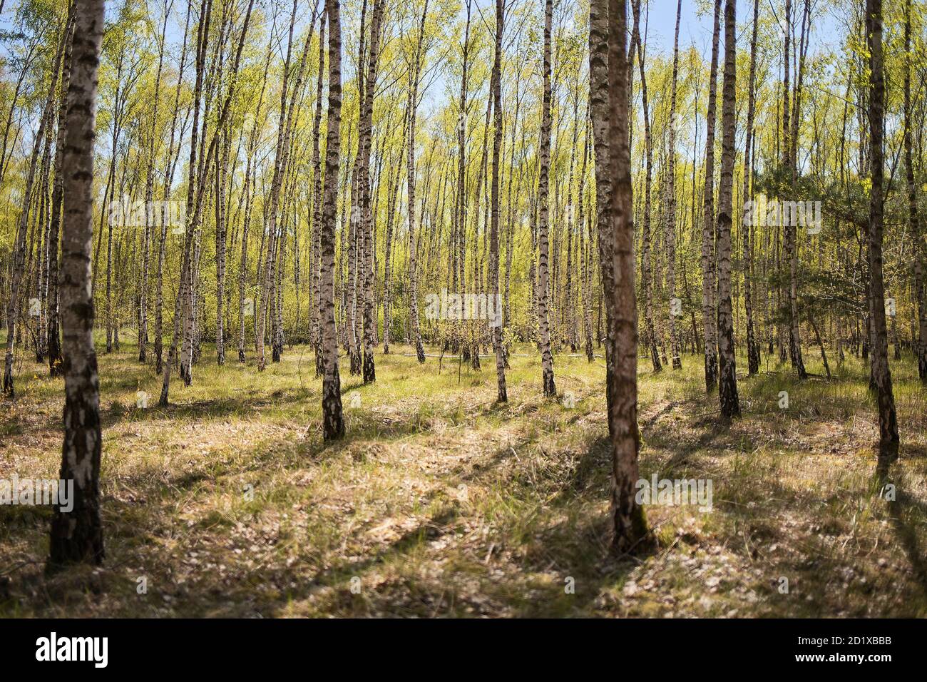 Bosque de abedules en primavera Foto de stock