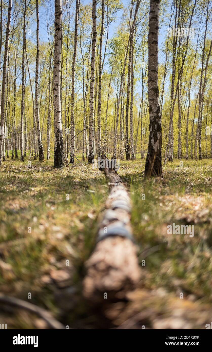 Bosque de abedules en primavera Foto de stock