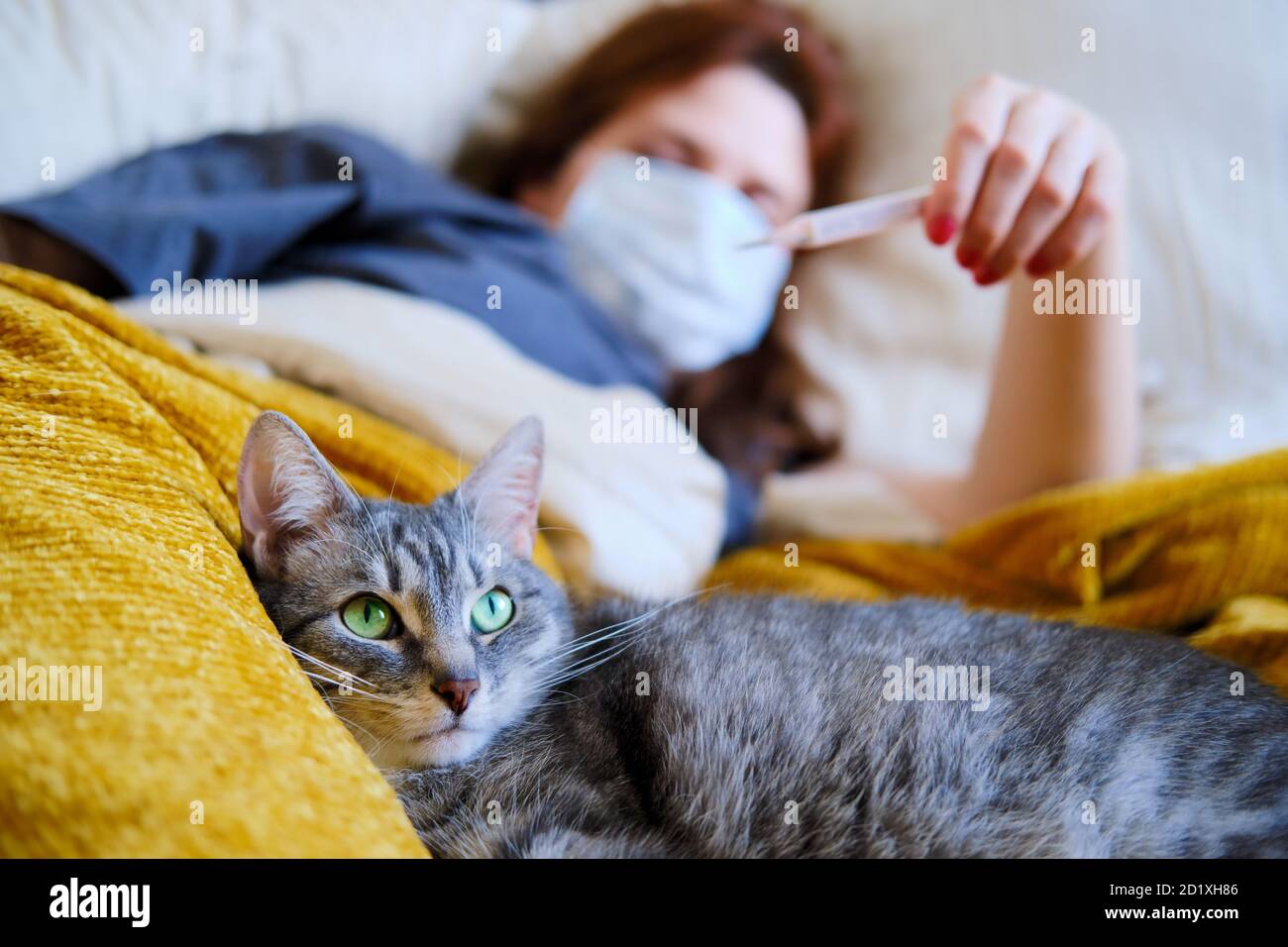 Gato está acostado a los pies de una mujer con coronavirus. La chica de la pelirroja mira el termómetro acostado en la cama Foto de stock