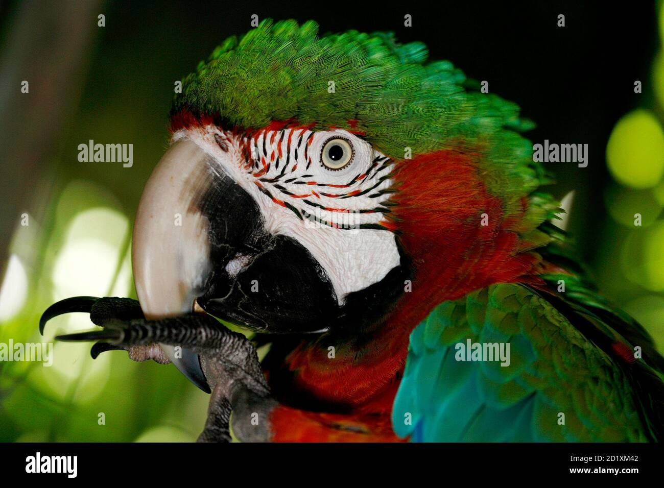 A Harlequin Macaw Preens Itself At A Nursery Of Macaws In Alajuela 15 Miles From San Jose February 15 08 The Frisius Who Run The Nursery Have Dedicated Themselves To The Conservation